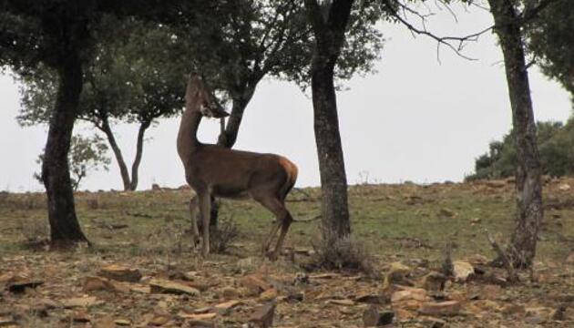 Foto de Casa rural La Colmena del Geoparque