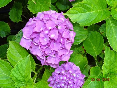 Foto general de Apartamentos Salceda