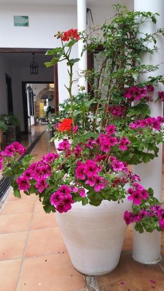 Foto general de Casa de los Naranjos