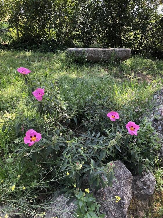 Foto del entorno de Casa Rural La Cerca Del Alcornoque