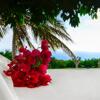 Foto de Hotel Montpelier Plantation &amp; Beach