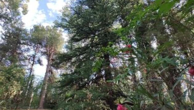 Foto de Chalet Los Troncos