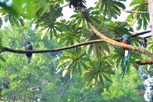 Photo – Hotel Ranchitos Del Quetzal