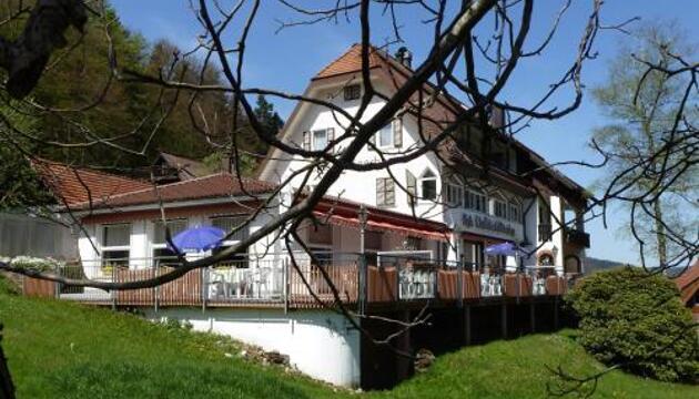 hoher bambus kaufen Fargesia robusta Campbell kaufen - Hoher Heckenbambus bis 6m