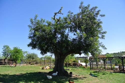 Foto general de Camping Centre Algarve