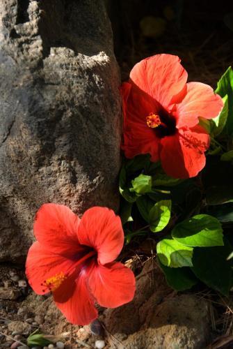 Foto general de Casa Rural El Jardín de los Sueños