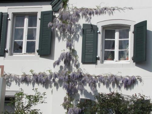 Foto del exterior de Rhein River Guesthouse - Art Hotel on the Rhine