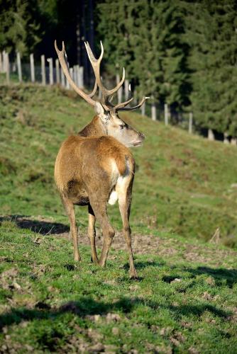 Photo – Hotel Die Jufenalm