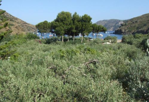 Foto de una habitación de Hotel Cala Joncols