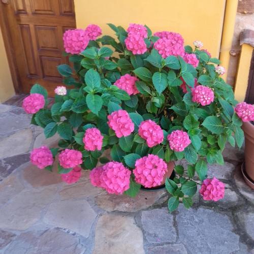 Foto general de Bed-and-Breakfast Peñasalve