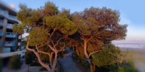 Foto general de Camping Campeggio Al Bosco