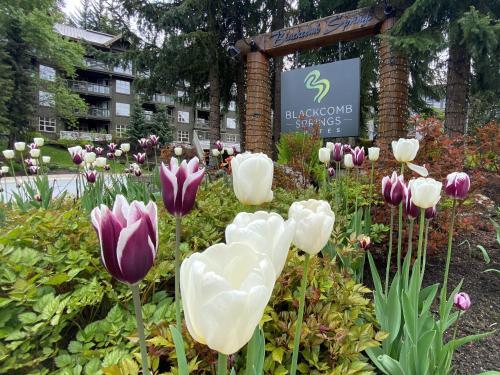 Foto general de Hotel Blackcomb Springs Suites by CLIQUE