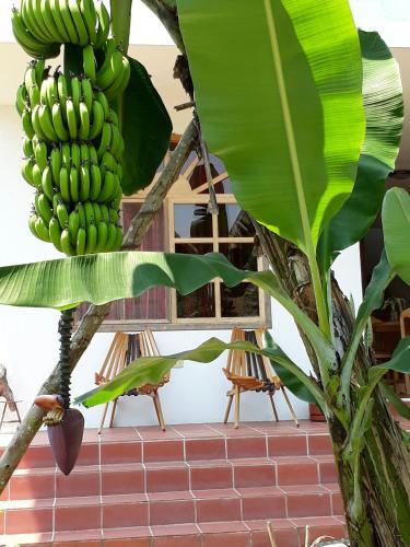 Foto de una habitación de Banana Lodge
