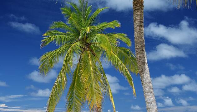Foto de Hotel Rahaa Resort