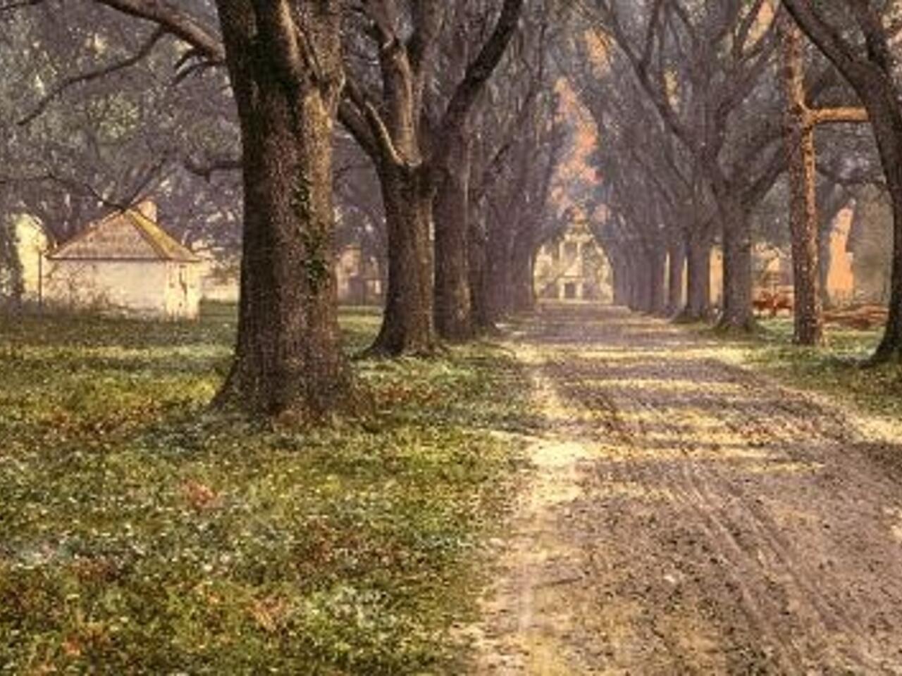 Fotografía de Plantación tipica de Savannah 