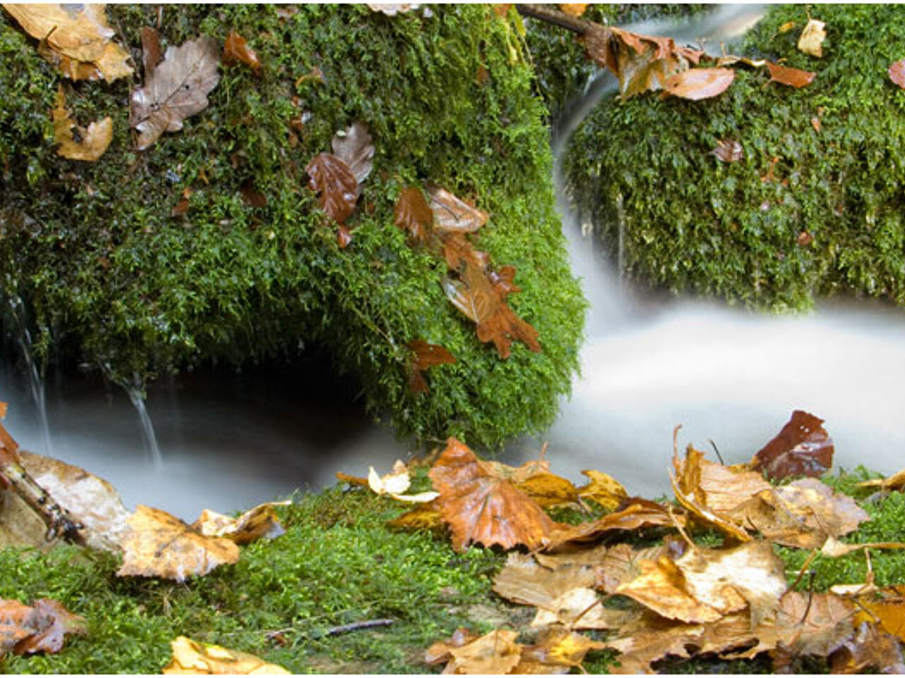 Fotografía de Parque Natural Monte de Muniellos