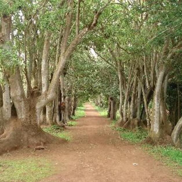 Foto de Bosque de Osorio, historias y leyendas
