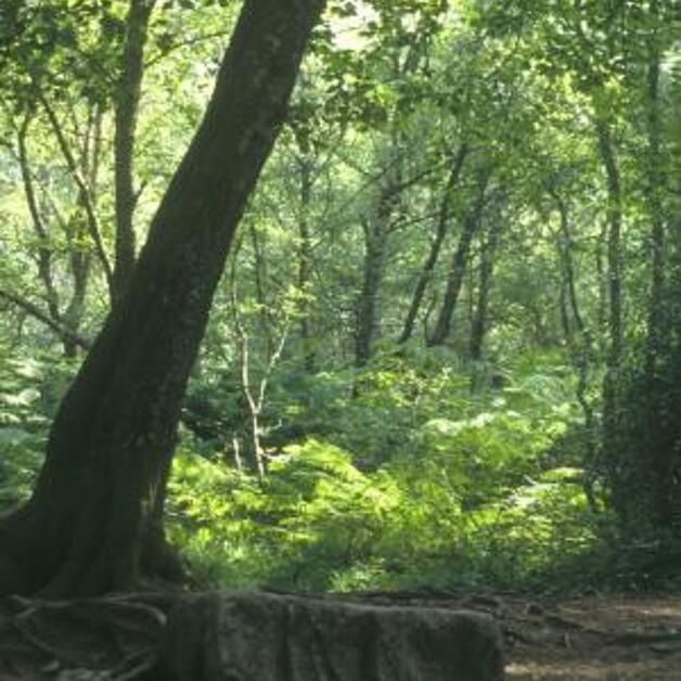 Foto de Bosque de Brocéliande