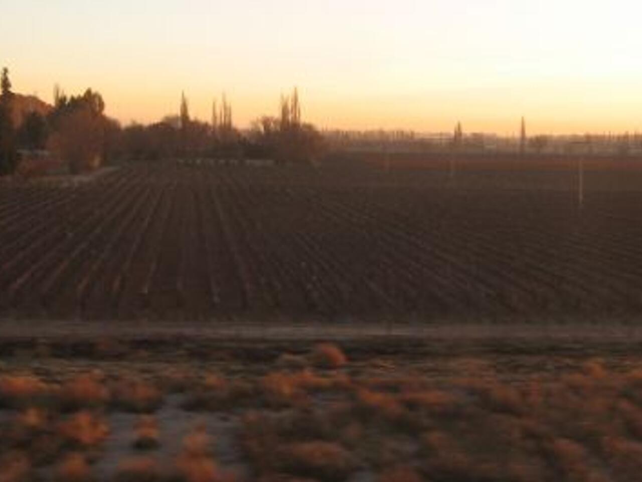 Fotografía de Viñedos en Mendoza