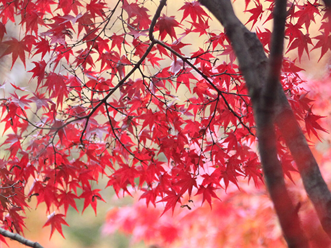 Fotografía de Kyoto