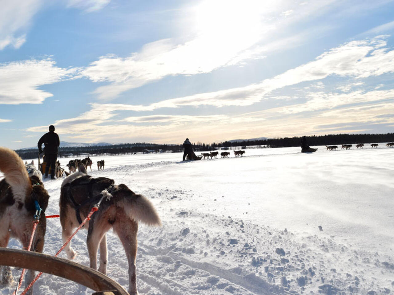 Fotografía de Mushing Laponia Finlandia