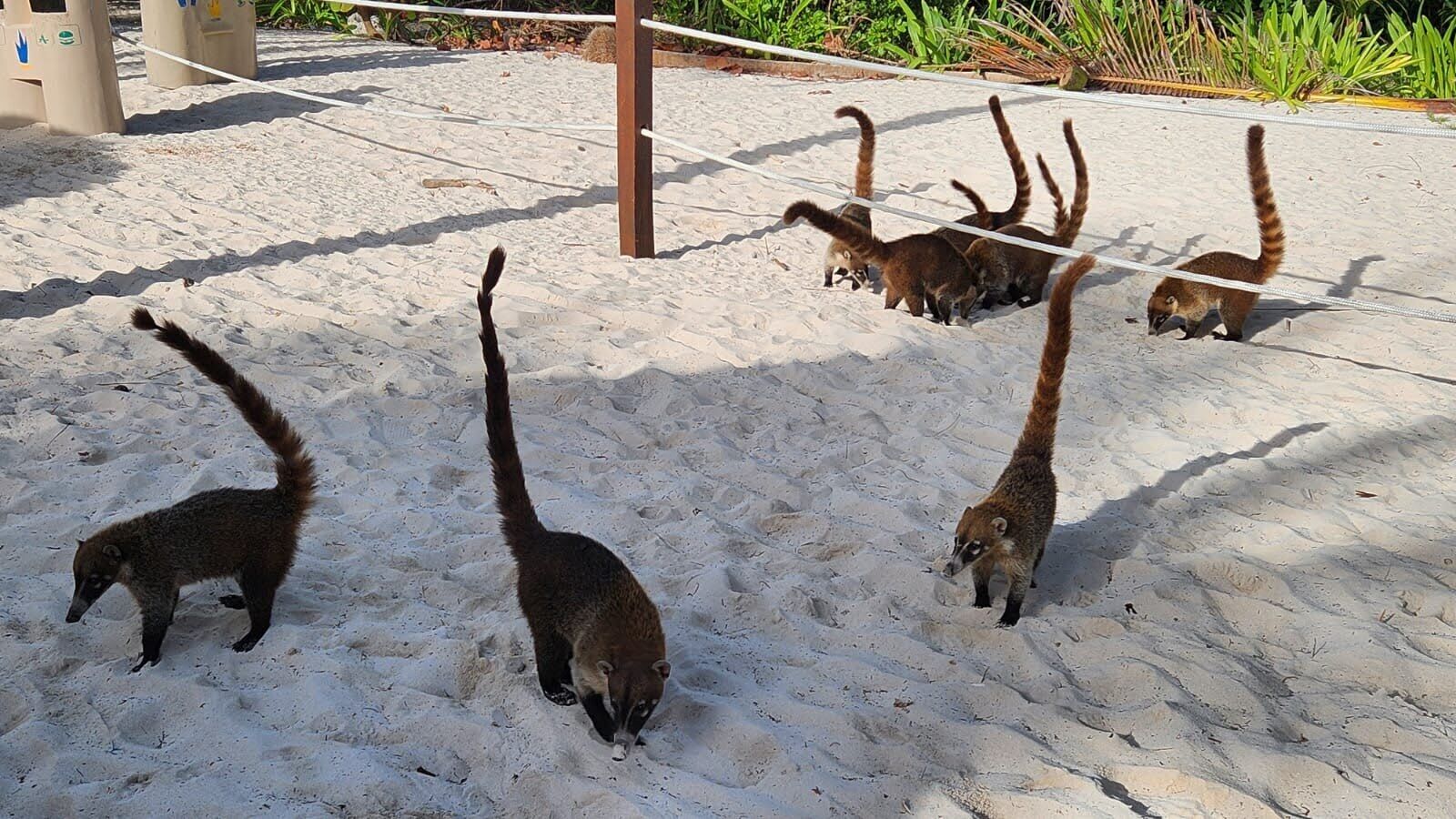 Playa del Carmen